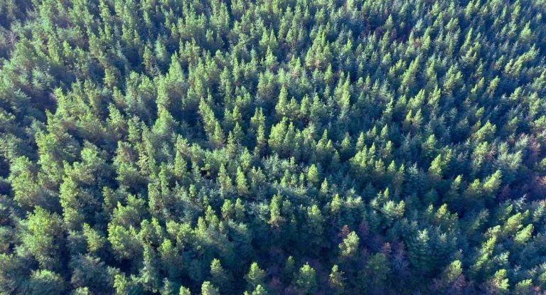 Vue aérienne d'une forêt de pins dense et verdoyante